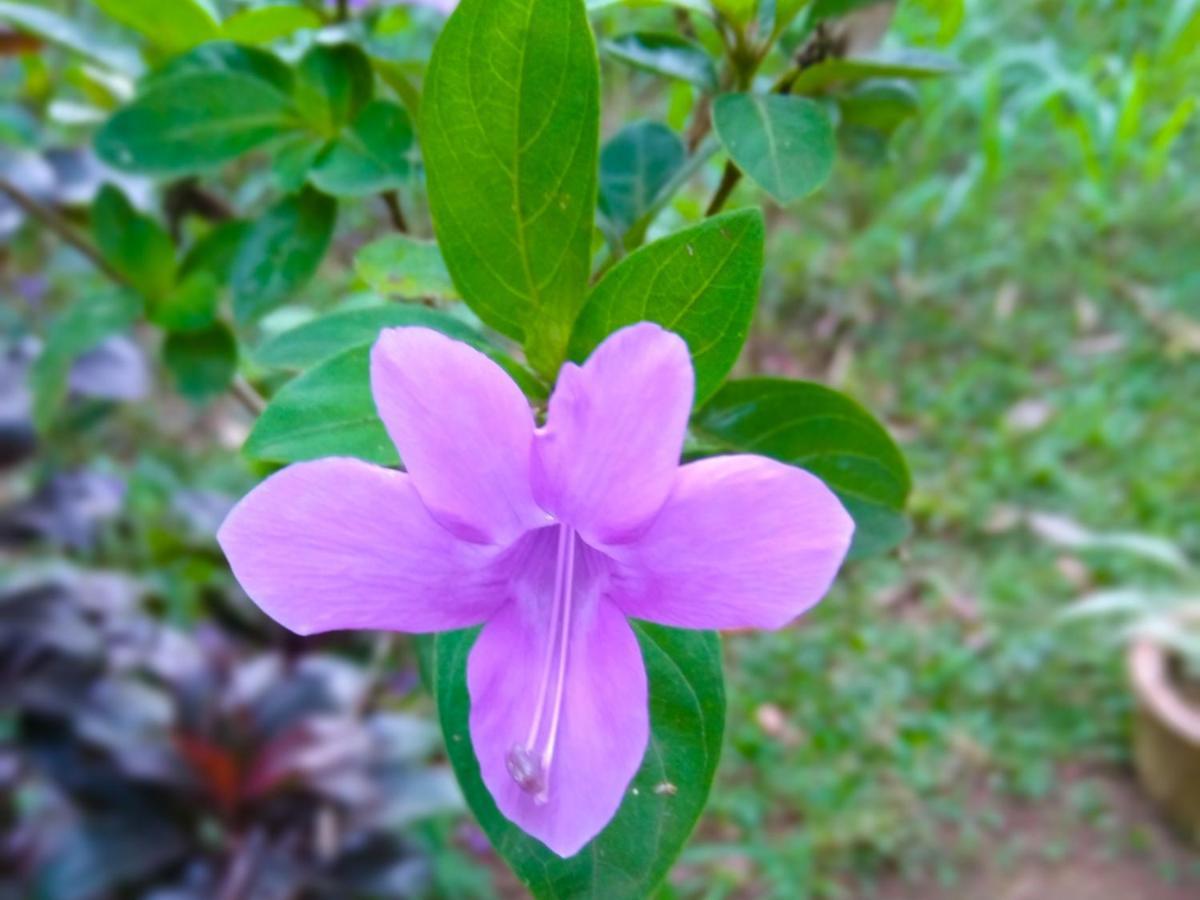 Homestay Akash Treehouse Sigiriya